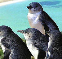 Rockingham Wild Encounters - South Australia Travel