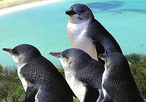 Rockingham Wild Encounters - South Australia Travel 0