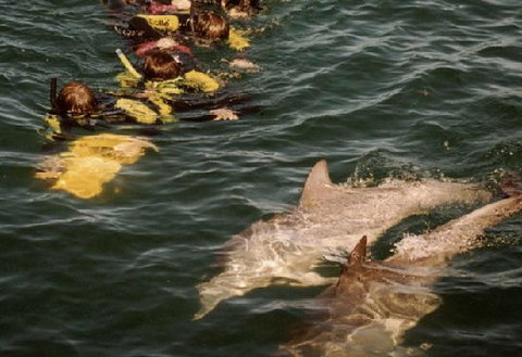 Rockingham Wild Encounters - South Australia Travel 2