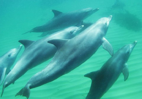 Rockingham Wild Encounters - South Australia Travel 4