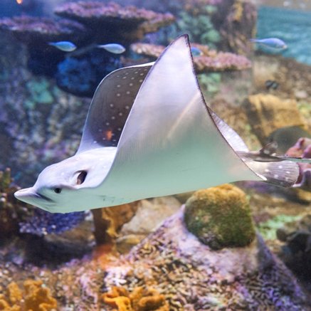 Melbourne Aquarium - South Australia Travel 4