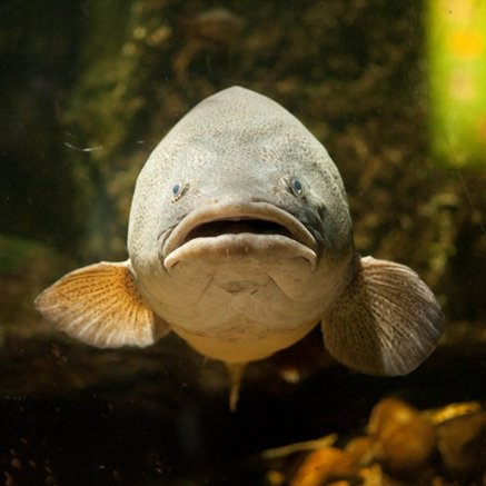 Melbourne Aquarium - South Australia Travel 5