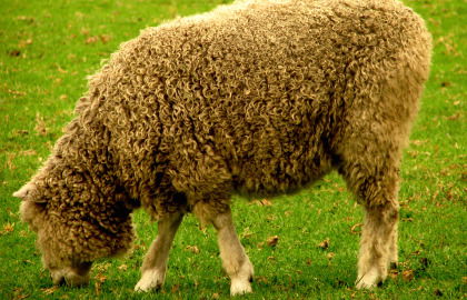 Collingwood Children's Farm - South Australia Travel 3