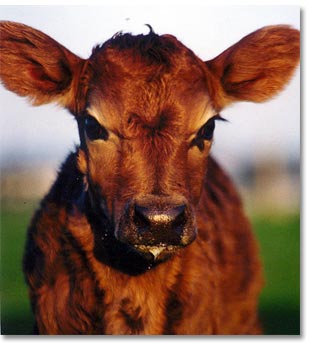 Chesterfield Farm - South Australia Travel 1