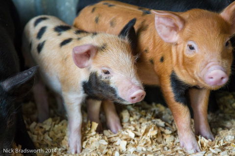 Chesterfield Farm - South Australia Travel 4