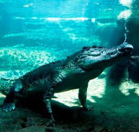WILD LIFE Sydney Zoo - South Australia Travel