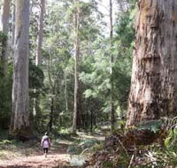 Warren River Loop Walk - South Australia Travel