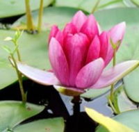 The Lotus Day Spa and Retreat - South Australia Travel
