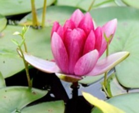 The Lotus Day Spa And Retreat - South Australia Travel 0