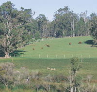 Scenic Drives - Bunbury Collie Donnybrook - South Australia Travel
