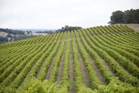 Wellington Forest WA South Australia Travel