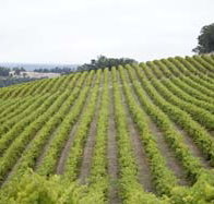 Willow Bridge Estate - South Australia Travel