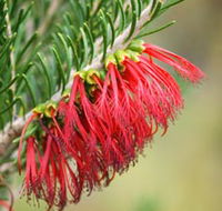 Ethel Daw Scenic Drive - South Australia Travel