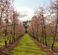 Raeburn Orchards - South Australia Travel
