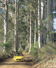Scotsdale Tourist Drive - South Australia Travel 0