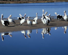 Peel Region Canoe Trails - South Australia Travel 0