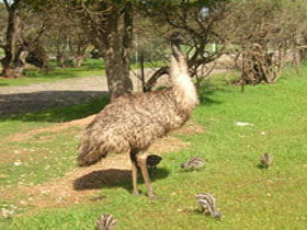 Ramsay SA South Australia Travel