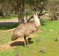 Minlaton Fauna Park - South Australia Travel