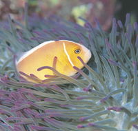 Rowley Shoals - South Australia Travel