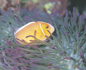 Rowley Shoals - South Australia Travel 0