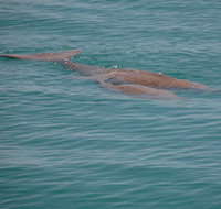 Dugongs - South Australia Travel