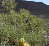 Lesueur Walk Trail Mount Lesueur - South Australia Travel