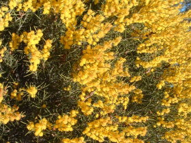 Dalwallinu WA South Australia Travel