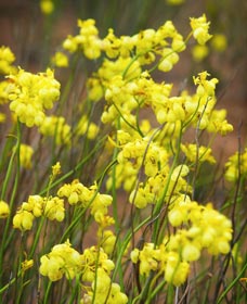 Mount Madden Scenic Drive - South Australia Travel 0