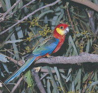 King River - South Australia Travel