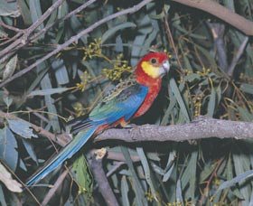 King River - South Australia Travel 0