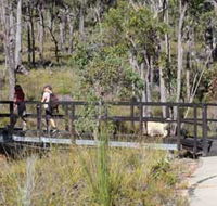Forest Path Crooked Brook - South Australia Travel
