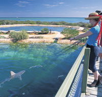 Shark Bay Marine Park - South Australia Travel