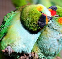 Rainbow Jungle - The Australian Parrot Breeding Centre - South Australia Travel