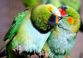Rainbow Jungle - The Australian Parrot Breeding Centre - South Australia Travel 0
