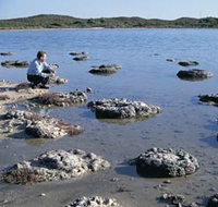 Lake Thetis Stromatolites - South Australia Travel