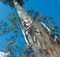 Dave Evans Bicentennial Tree - South Australia Travel