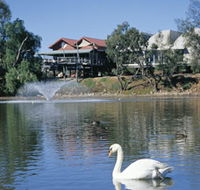 White Swans - South Australia Travel
