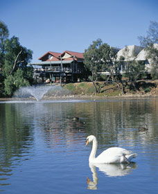 White Swans - South Australia Travel 0