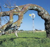 Greenough Leaning Trees - South Australia Travel