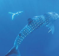 Ningaloo Marine Park - South Australia Travel