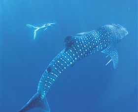 Ningaloo Marine Park - South Australia Travel 0