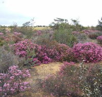 Reynoldson's Flora Reserve - South Australia Travel