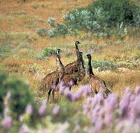 Jurabi Coastal Reserve - South Australia Travel