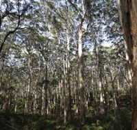 Boranup Karri Forest - South Australia Travel