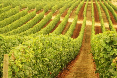 Cullen Wines - South Australia Travel 0