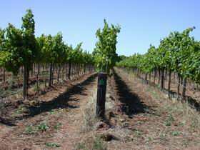 Temple Bruer Winery - South Australia Travel 0