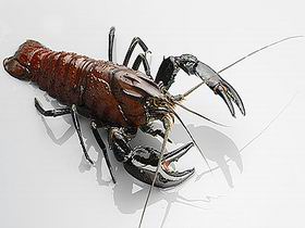 Andermel Marron - South Australia Travel 0