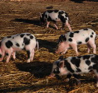 Will's Rare Breeds Farm - South Australia Travel