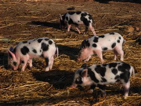 Will's Rare Breeds Farm - South Australia Travel 0