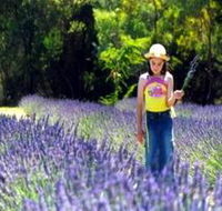 Brayfield Park Lavender Farm - South Australia Travel